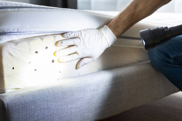 Best Affordable Pest Control Services  in Vernal, UT